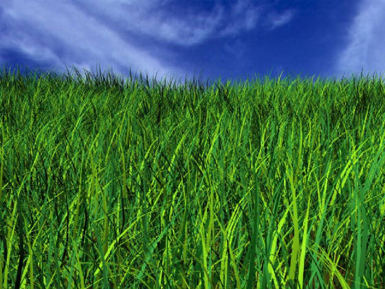 greengrasswithblueskypic.jpg